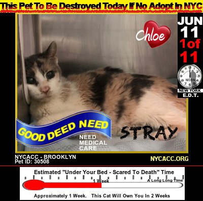 JUN 11th Alert
This Is Chloe...a #Kitty Who's Terrified &amp; Needs A Little Extra Understanding.  
   And Needs a Home FAST

w/out Human Help Now
  This Day Will Be Chloe's Last

StepUp
#Adopt #Foster #RESCUE <a href="/NYCACC/">Animal Care Centers of NYC</a> #Manhattan #NYC ~By Noon
#Cats #Pets

Bio►newhope.shelterbuddy.com/Animal/Profile…