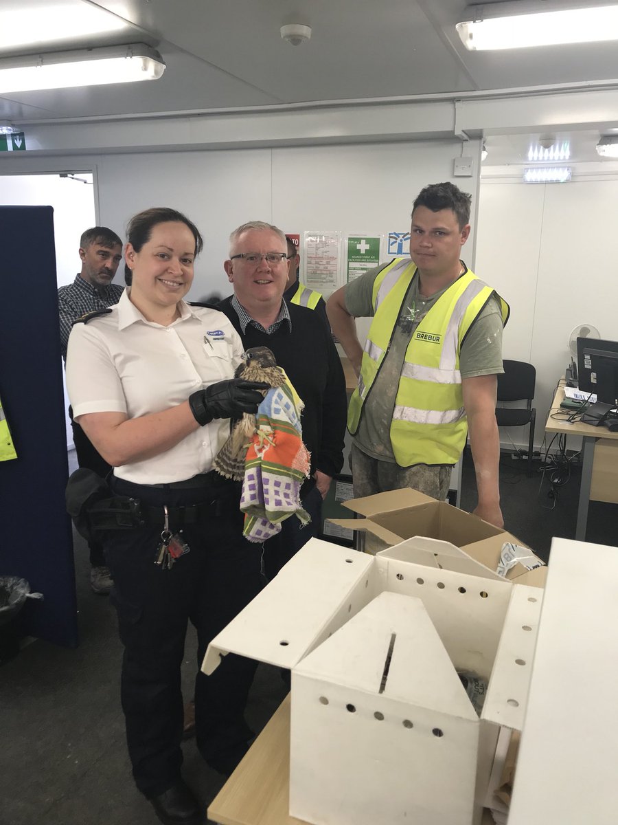 @cahill_eamonn, Sam one of the subcontractors and the Heartspace team rescued a Peregrine Falcon this morning and it has been taken by the RSPCA for rehabilitation! #engheartspace @IRVconstruction