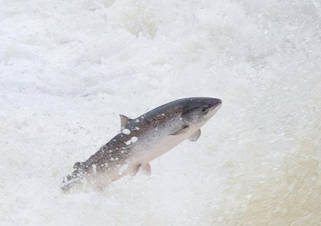 Wild Atlantic salmon numbers drop for second year: Atlantic Salmon Federation: bit.ly/2sO6Q0Z https://t.co/ugyr232hC8
