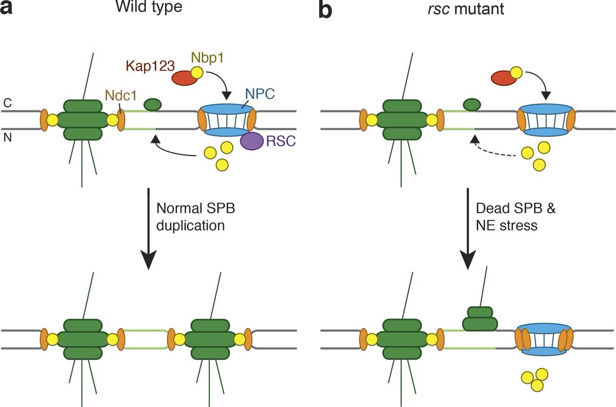 read fracture and fatigue elasto plasticity thin sheet and micromechanisms