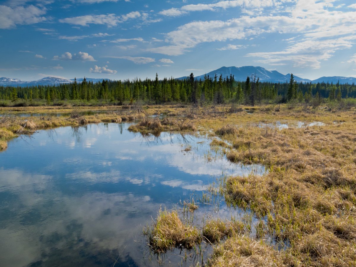 ibfra18's tweet photo. The deadline for #IBFRA18 abstracts has been extended to 17 June 2018! What #boreal #research will you present? | https://t.co/8eBiLIY0jS https://t.co/mYfgV9KuGs