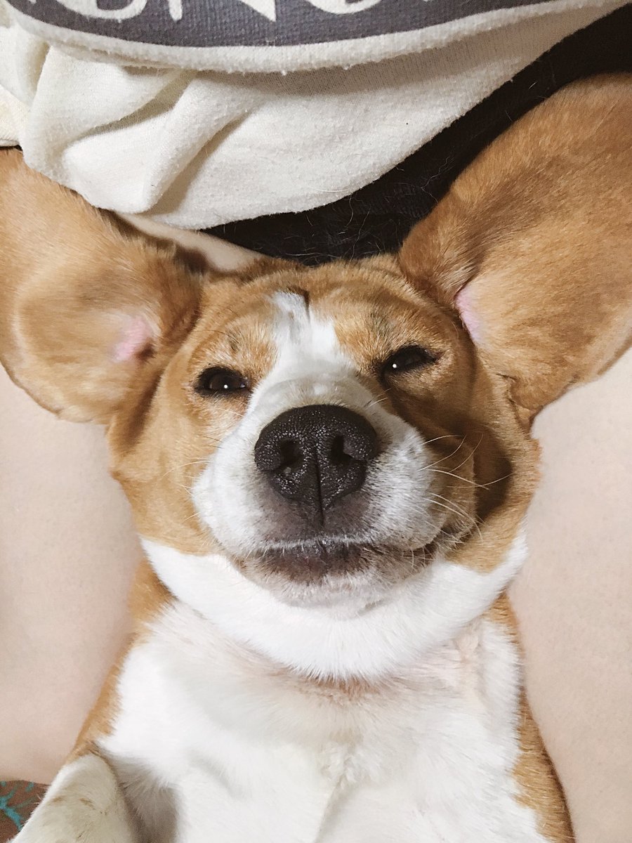 mugikun3's tweet photo. どちら様ですか🐶（笑）
#ビーグル https://t.co/Id3g6Fz24I