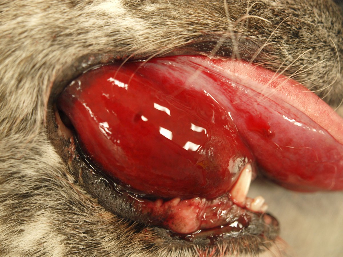 SHaemonchus's tweet photo. A good Monday for the weird & wonderful. This 10 year old mixed breed dog presented for respiratory distress for obvious reasons. I found hemorrhage everywhere and thought rodenticide coagulopathy. Histo showed widely metastatic SQ hemangiosarcoma! #vetpath #notaball #surprise https://t.co/Ld0rWmqJux