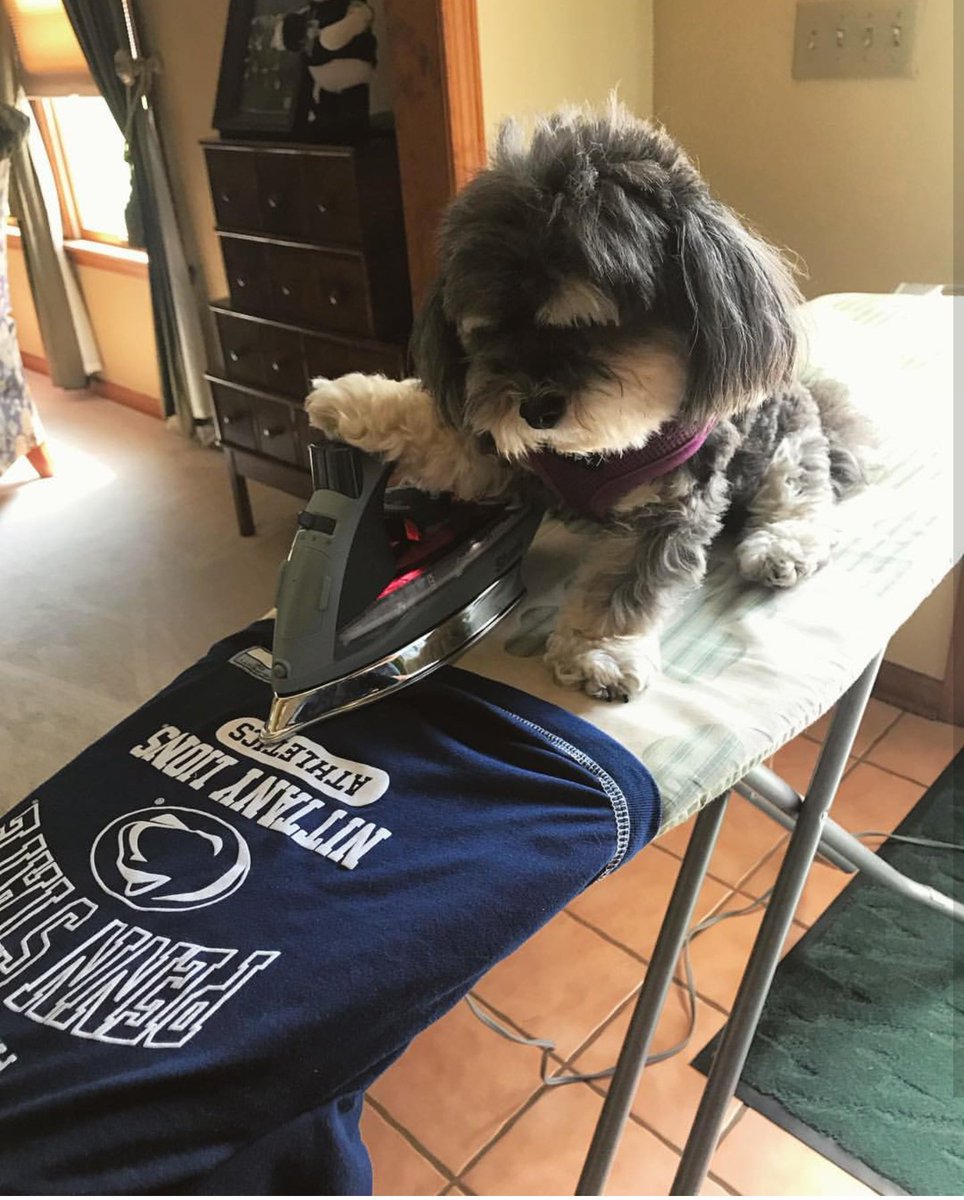 penn_state's tweet photo. Hope you have as much #MondayMotivation as this doggo. Happy Monday, Penn Staters!

📸 via Instagram, the_havanese https://t.co/0Y6tlQ9AjW