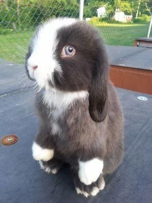 What Beautiful Blue Eyes You Have, Bunny! — The Daily Bunny