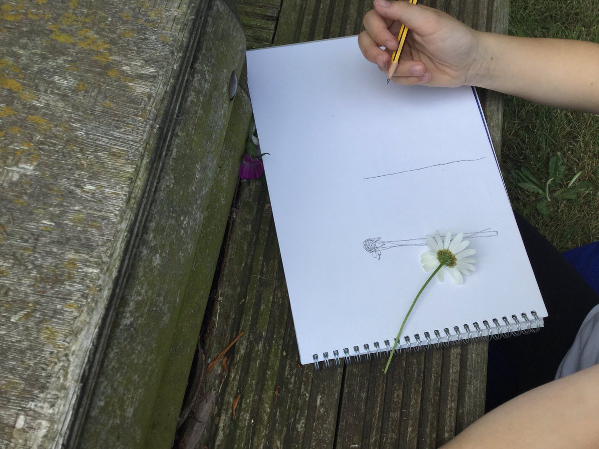Y5SpruceClass's tweet photo. #art #botanicalsketches #science #plants https://t.co/kdqDaMFkVi