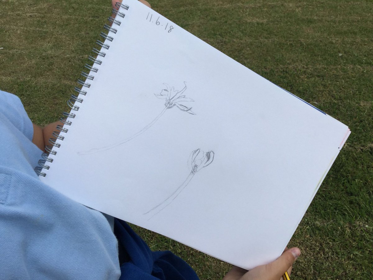 Y5SpruceClass's tweet photo. #art #botanicalsketches #science #plants https://t.co/kdqDaMFkVi