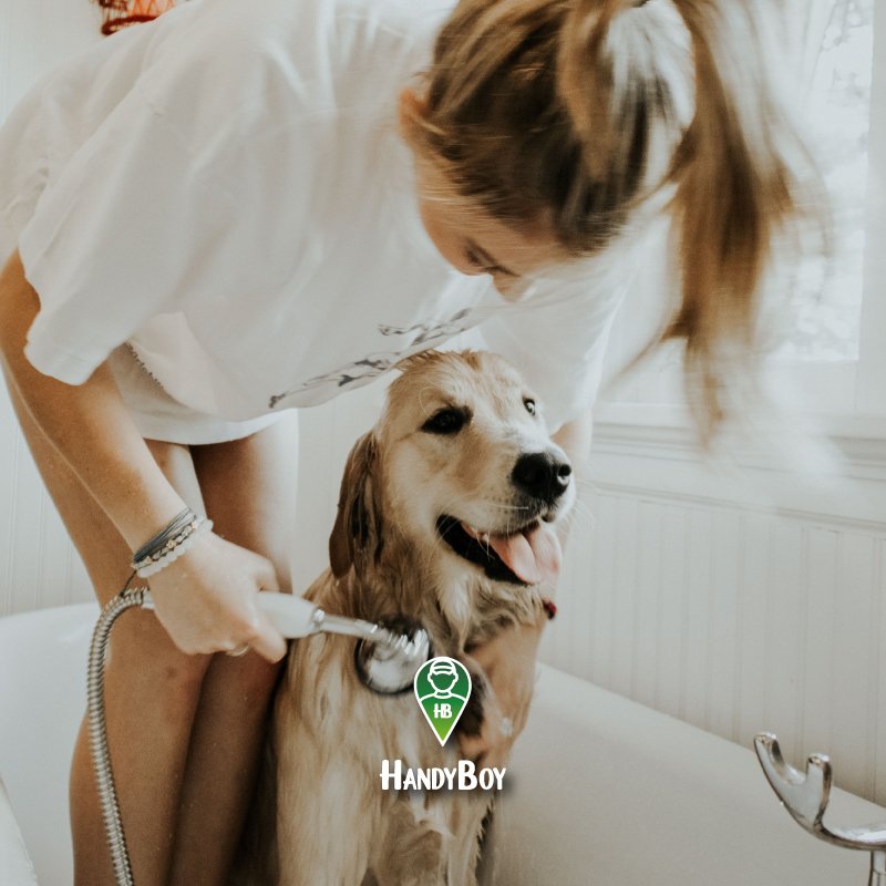 HandyboyApp's tweet photo. ¿Bañar al perro?🐶🐕💦
Ya nadie tendrá que discutir en el hogar por quién lo debe hacer.
¡Handyboy lo hace por ti! 👐
El peludo de la casa limpio y oloroso con tan sólo un click.
-
#personalservices #jobs #handyboy #freetime #task #downloadapp #dog #love #pet https://t.co/zMvsHGF0vX