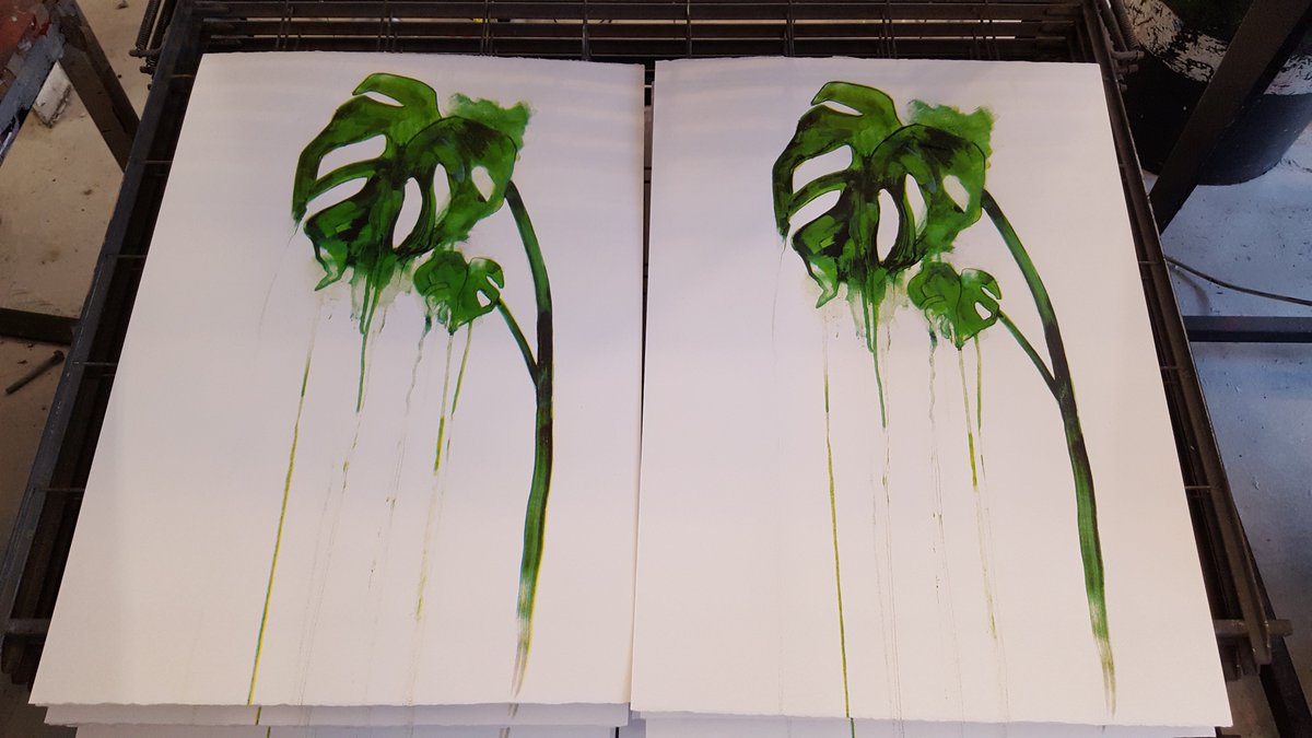 gavdob's tweet photo. Cheese Plant printed @printclublondon 
#art #plant #botanical https://t.co/MOpPEaUlTv