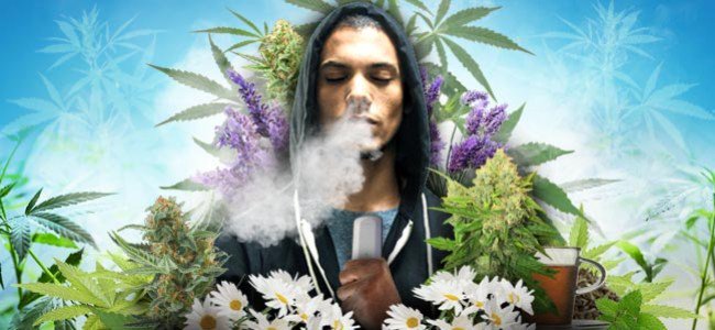 What to do with your companion plants after harvest reefernetwork.com/2018/06/11/wha…