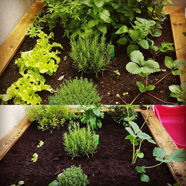 IsaNissa_'s tweet photo. Après 2 semaine et demi !
#after2weeks #potager #vegetablegarden https://t.co/KQWwYMyM5p https://t.co/0Qp7GbcIxp
