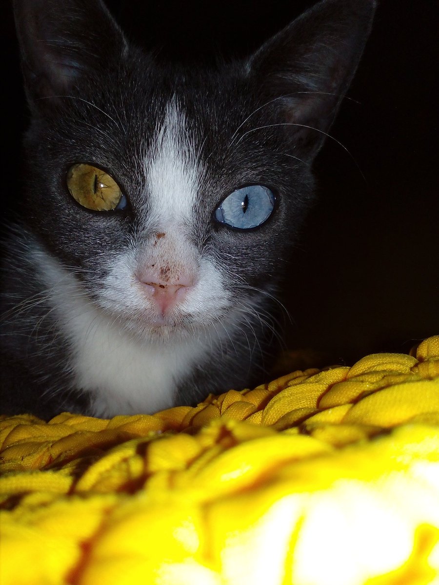 MsJoselyn's tweet photo. Little Cat https://t.co/crSeDwAWoa