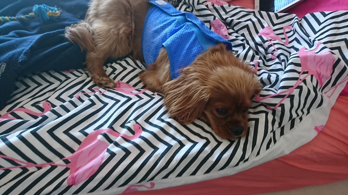 chester_friends's tweet photo. Me is pooped after a short walk around the park. I'm trying on my new ice vest thanks to @GFPET #GFPET #iceicebaby #dogsoftwitter https://t.co/32LpqjIHmg