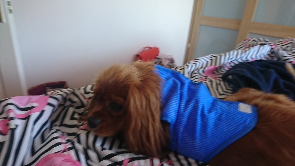 chester_friends's tweet photo. Me is pooped after a short walk around the park. I'm trying on my new ice vest thanks to @GFPET #GFPET #iceicebaby #dogsoftwitter https://t.co/32LpqjIHmg