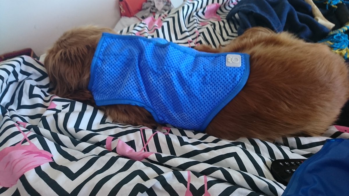 chester_friends's tweet photo. Me is pooped after a short walk around the park. I'm trying on my new ice vest thanks to @GFPET #GFPET #iceicebaby #dogsoftwitter https://t.co/32LpqjIHmg