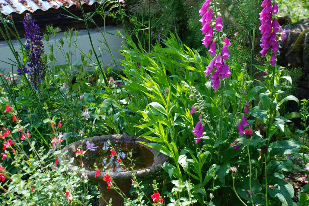 SarahWoods66's tweet photo. Eight years ago I hit rock bottom. It was rescuing this long forgotten garden in Snowdonia that helped me heal. Never underestimate the therapeutic power of gardening #MentalHealthAwareness #Gardening https://t.co/ChiXQYsf9I