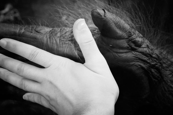 UWaterlooNews's tweet photo. Key difference between humans and other mammals is skin deep, says #UWaterloo biology professor @joshdneufeld. https://t.co/CS3ZDzWZLh #UWaterlooNews https://t.co/8MlxnNpjl9