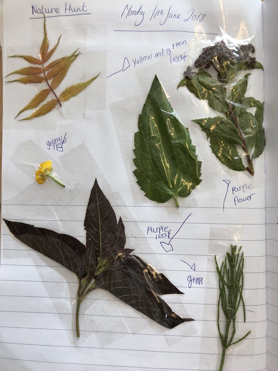 RumworthScience's tweet photo. Well look who’s been on a nature hunt today 🌱 💐 ... we have been describing what we have found and making sure our work is beautiful too! @SDatTurton @SecPartnerships https://t.co/6NMBzPI7cP