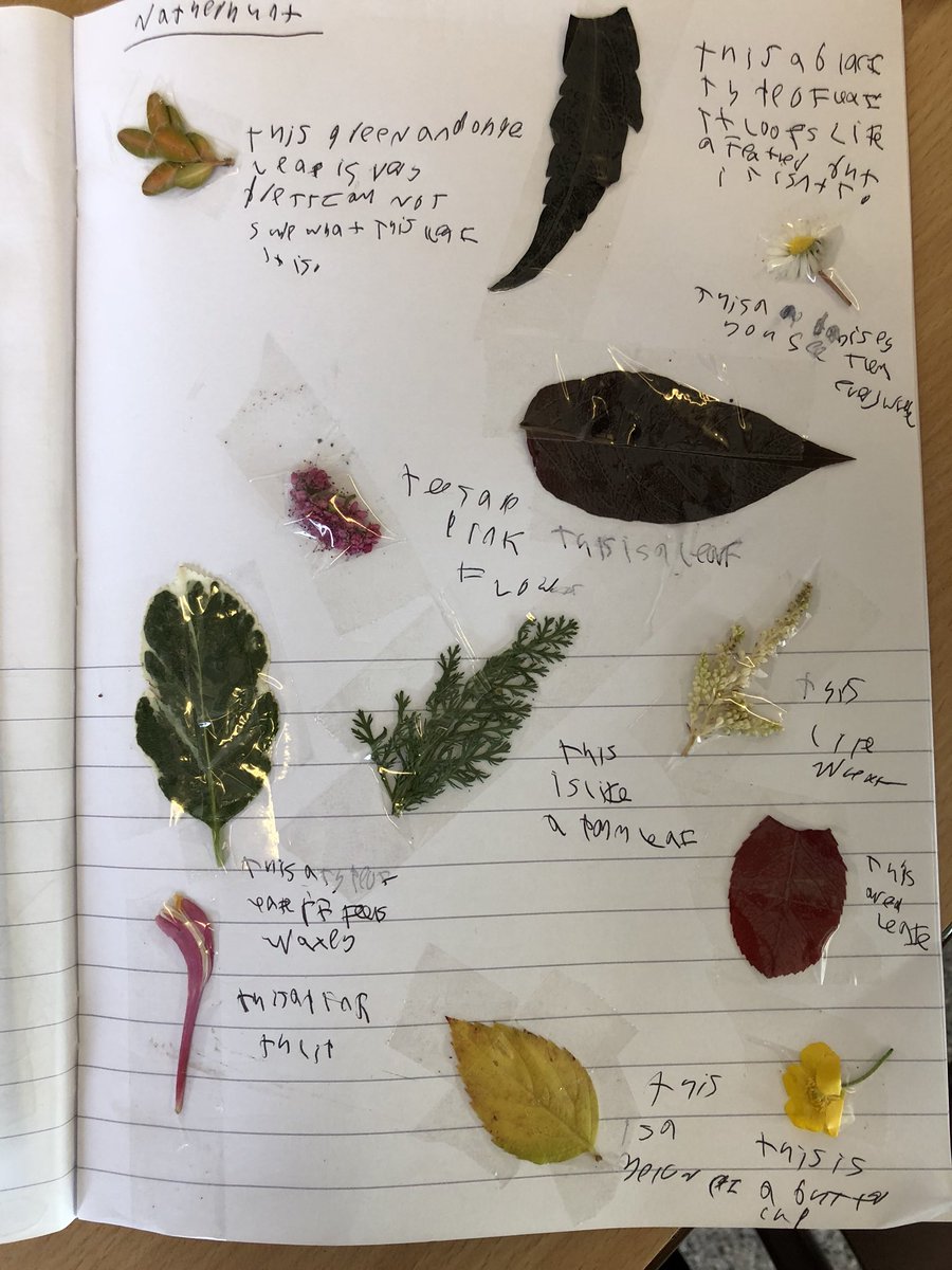 RumworthScience's tweet photo. Well look who’s been on a nature hunt today 🌱 💐 ... we have been describing what we have found and making sure our work is beautiful too! @SDatTurton @SecPartnerships https://t.co/6NMBzPI7cP