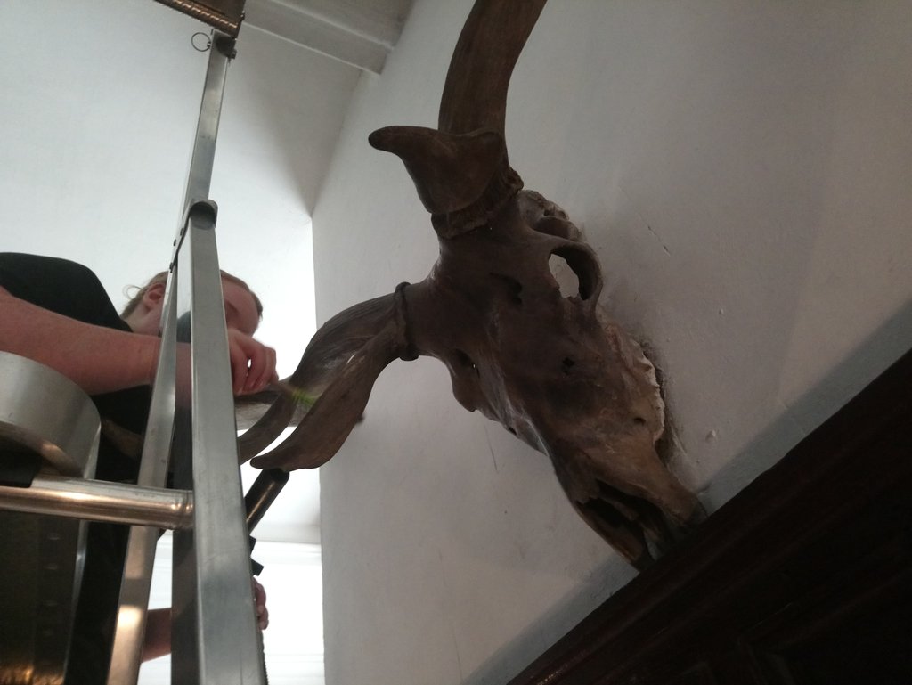 NTChaps's tweet photo. Whether you're young or 30,000 years old it's still important to clean behind your ears #deepcleaning #irishdeer #oldestthinginthehouse https://t.co/tcvN7j5DIY