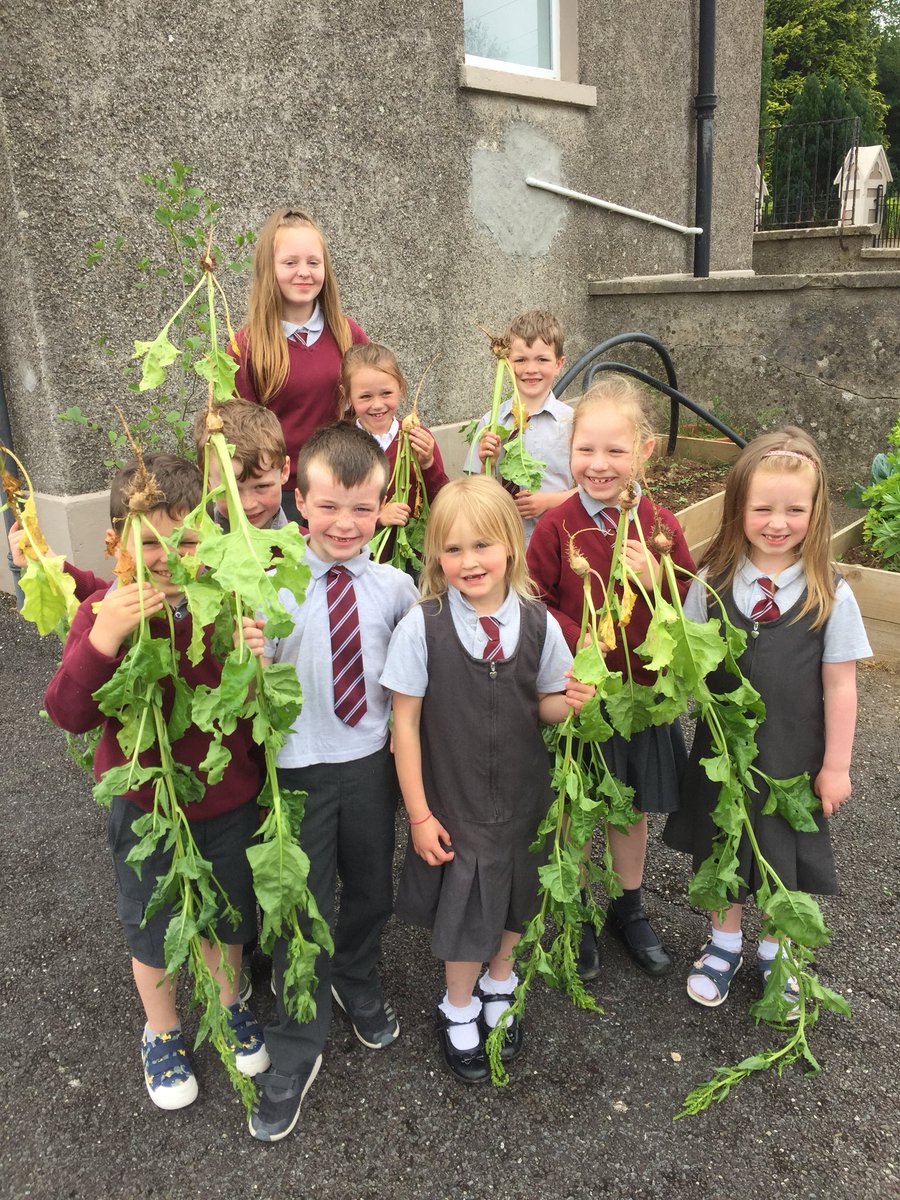 First crop of white beetroot from the school garden!