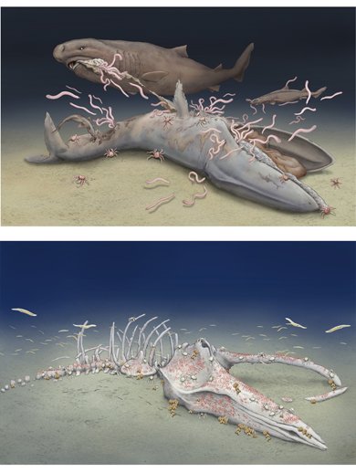 深海は生き物にとって過酷な環境だが、変わらない安定した環境でもある