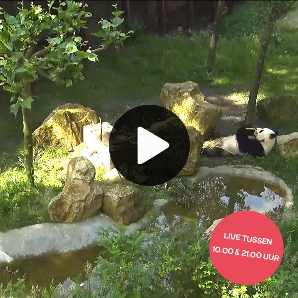 Ouwehand_Zoo's tweet photo. Wist jij al dat je de #reuzenpanda’s Xing Ya en Wu Wen dagelijks live kunt volgen via verschillende #Pandacams? Ga naar https://t.co/N6b3G1O5O9 en ontdek zelf hoe een dag van een reuzenpanda in @OuwehandsZoo eruit ziet! https://t.co/icoW0l14LA