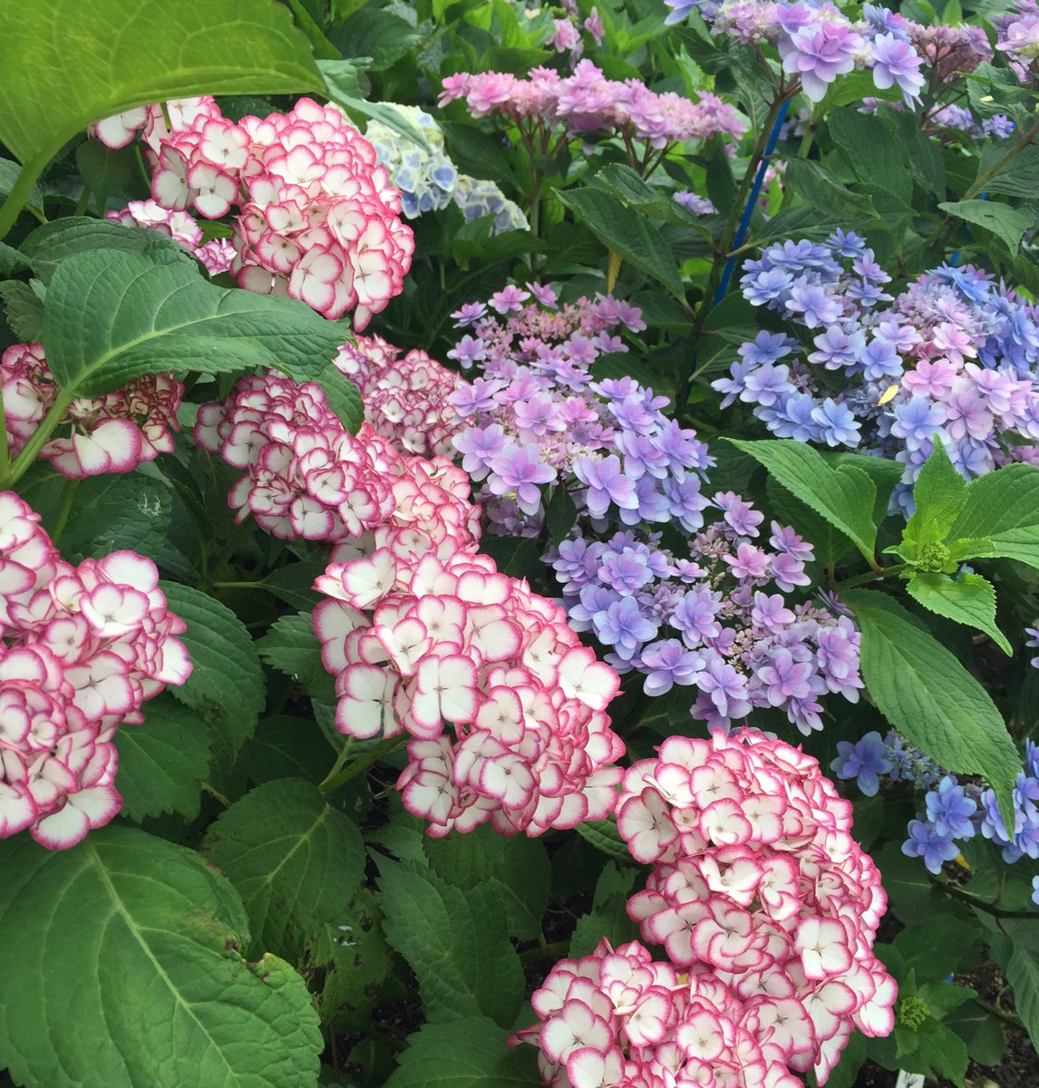 ট ইট র Sakizo 倉敷の木見駅近くにあるお寺さんに紫陽花見に行ってきた おそらく紫陽花は全部違う種類のようで 珍しい紫陽花が沢山あって素敵だった 一番目のウェディングブーケという品種がほんとにかわいい