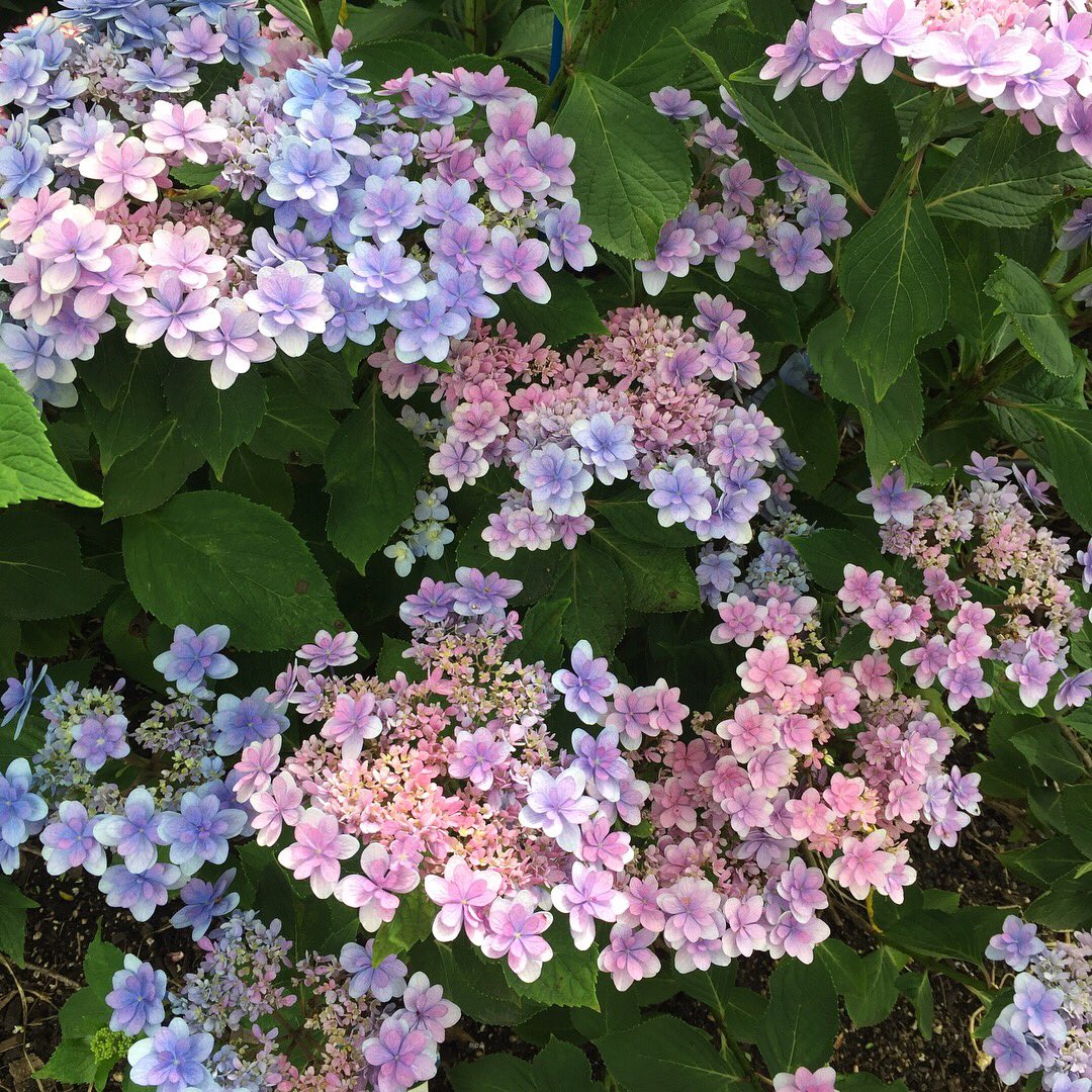 ট ইট র Sakizo 倉敷の木見駅近くにあるお寺さんに紫陽花見に行ってきた おそらく紫陽花は全部違う種類のようで 珍しい紫陽花が沢山あって素敵だった 一番目のウェディングブーケという品種がほんとにかわいい