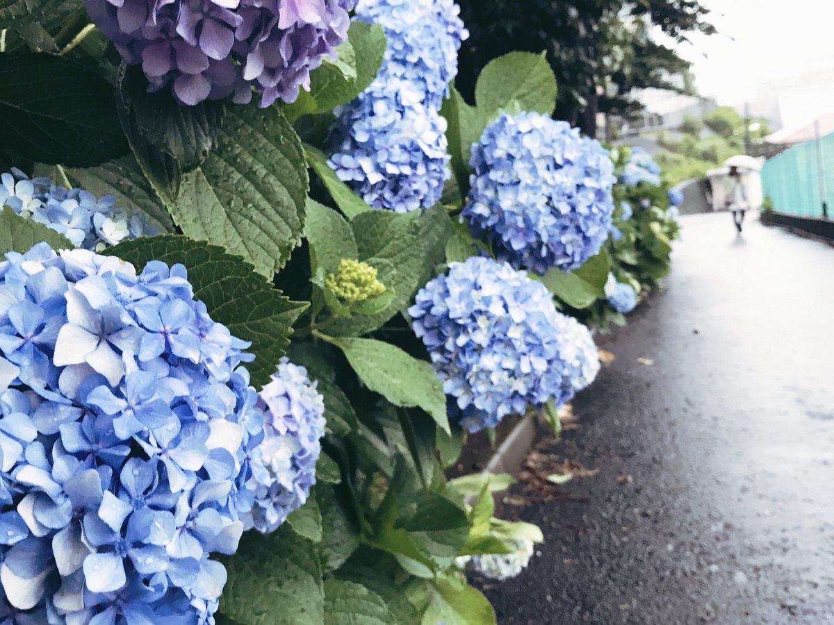 打ち合わせ帰りに 近所の紫陽花を眺めてホッと一息。そういや京都の喫茶店で個展をさせていただいた時に、紫陽花のイラストとカラーマンガ描いたなぁ。もう4年も前か。なつかしい。 