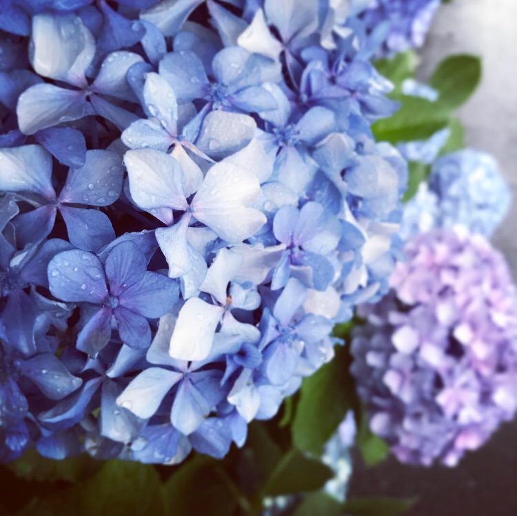 打ち合わせ帰りに 近所の紫陽花を眺めてホッと一息。そういや京都の喫茶店で個展をさせていただいた時に、紫陽花のイラストとカラーマンガ描いたなぁ。もう4年も前か。なつかしい。 