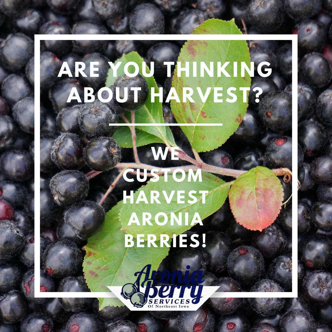 AroniaBerryServ's tweet photo. So you've got your aronia berries planted, but have you thought about harvest? We offer custom aronia berry harvesting and we can travel to you! https://t.co/sQIiC1blf6 https://t.co/d4hf9x6qg4