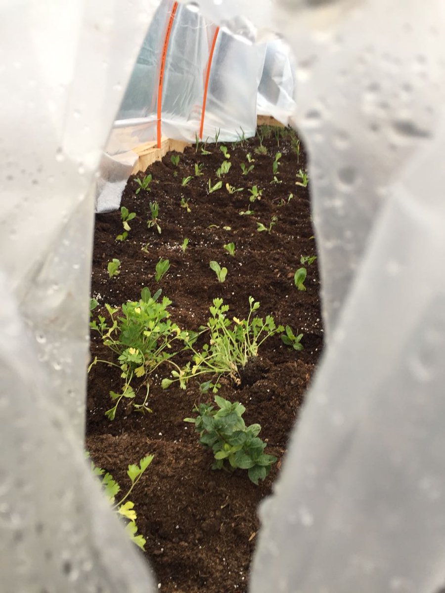 JuntoalBarrio's tweet photo. 😁🌱Pese a una mañana helada y un día lluvioso, la #PlazaMirador de Villa #LosPresidentesdeChile se encuentra sin duda con otra cara. Gran jornada de recuperación y hermoseamiento tuvimos con vecinos del barrio y voluntarios de @Pernod_Ricard el pasado jueves. #mejoramientourbano https://t.co/QCLGGaiT5w