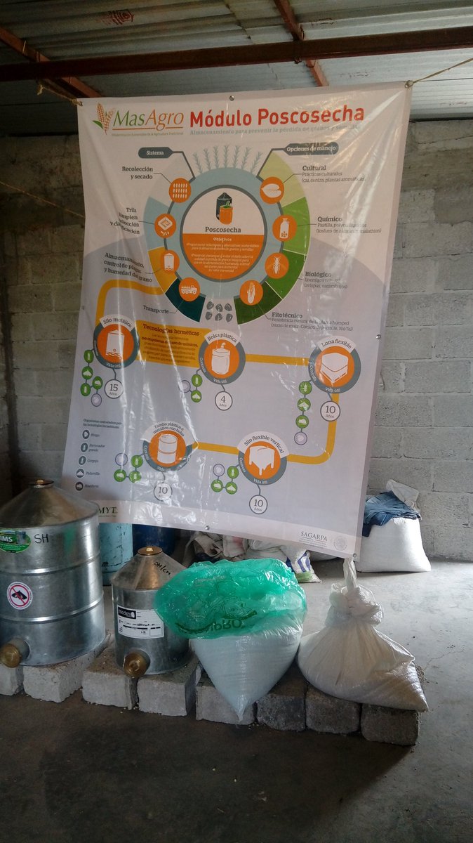 IsaacGDC's tweet photo. Levantamiento de Módulo Poscosecha y análisis de resultados, en Santa Inés Ahuatempan, Pue.Tecnologías evaluadas: Silo metálico hermético, silo metálico hermético/cal micronizada, bolsa plástica hermética vs costal/pastilla de fosfuro de alumino. #ImplementaPoscosecha
#MasAgro https://t.co/97KlcBH64O