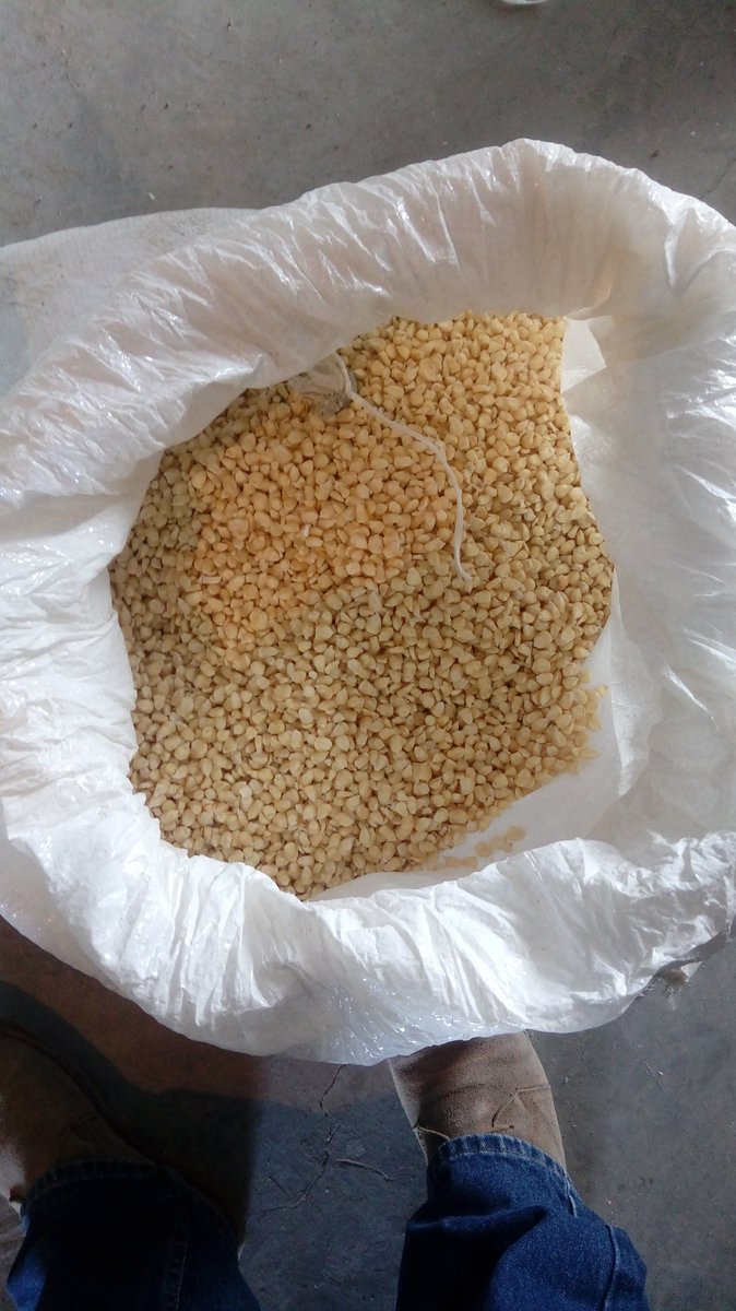 IsaacGDC's tweet photo. Levantamiento de Módulo Poscosecha y análisis de resultados, en Santa Inés Ahuatempan, Pue.Tecnologías evaluadas: Silo metálico hermético, silo metálico hermético/cal micronizada, bolsa plástica hermética vs costal/pastilla de fosfuro de alumino. #ImplementaPoscosecha
#MasAgro https://t.co/97KlcBH64O