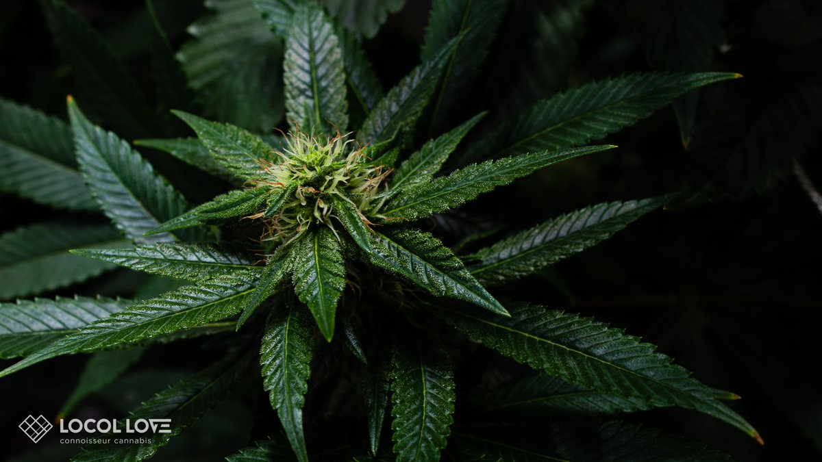 LocoL_Love's tweet photo. Healthy and happy ending week 4 of flower! @thegrowoff #locollove #tgo #tgoflower #thegrowoff #connoisseurcannabis #boulder #coloradocannabis #bloom #flower #cannabiscommunity https://t.co/u628Y11xrF