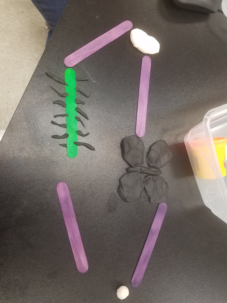 Life cycle of a butterfly. Bintastic. #humbleisdpop