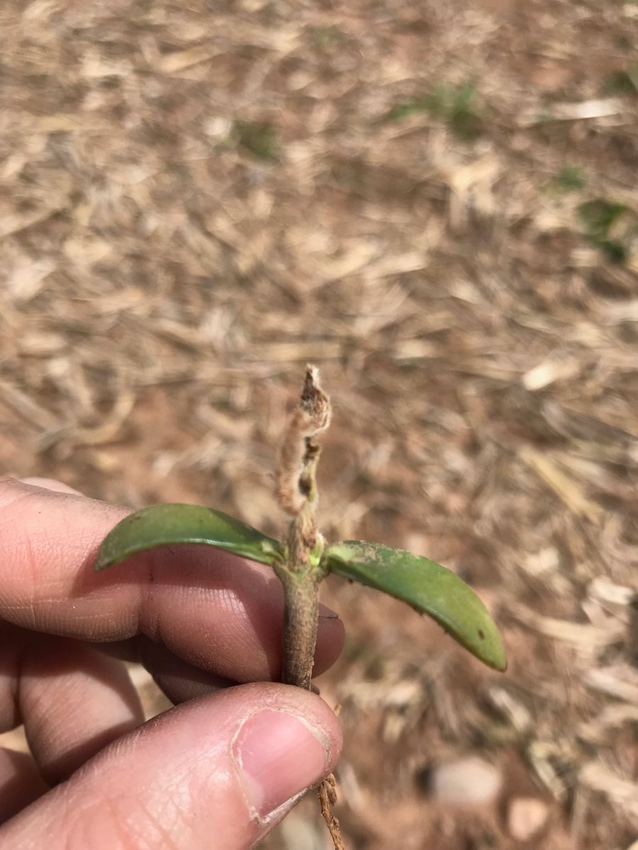 It’s been a week since the -3 frost and killed he growing points. Finally, finally, those little auxiliary buds are growing because it’s been so flipping cold. Grow 06A13’s grow!!