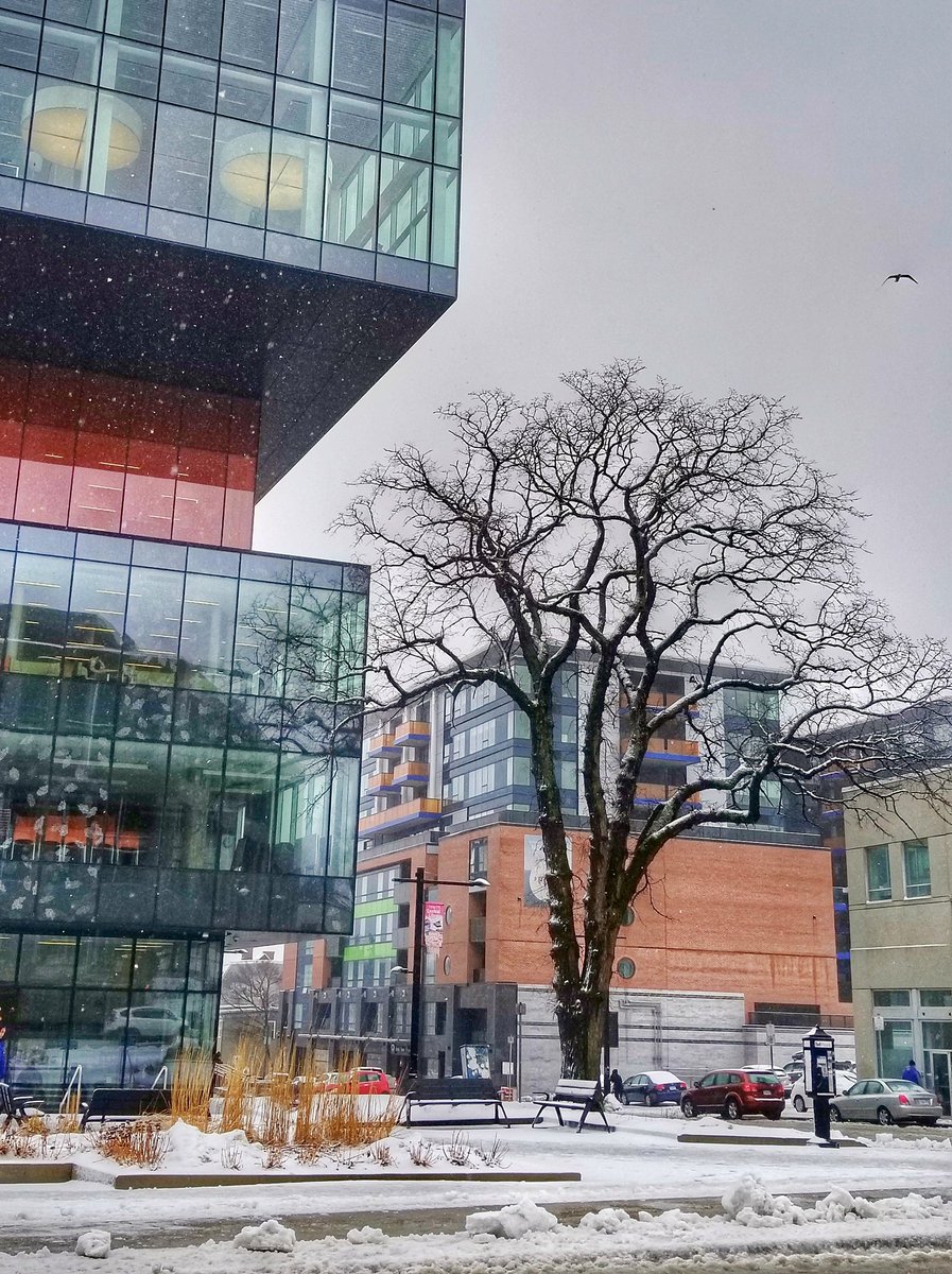Four seasons of the Halifax Central Library tree #spring #summer #fall #winter #beautyineveryseason #halifaxcentrallibrary #springgardenroad #Halifax #explorehalifax #visitnovascotia