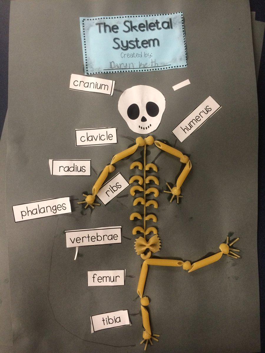 LCrocker1982's tweet photo. Creating and labeling skeletons with pasta, Ss were highly engaged! @NTES_BCPS @sgregorybcps @KrisCoston @mrs_snodderly https://t.co/zZWJzqKuiY