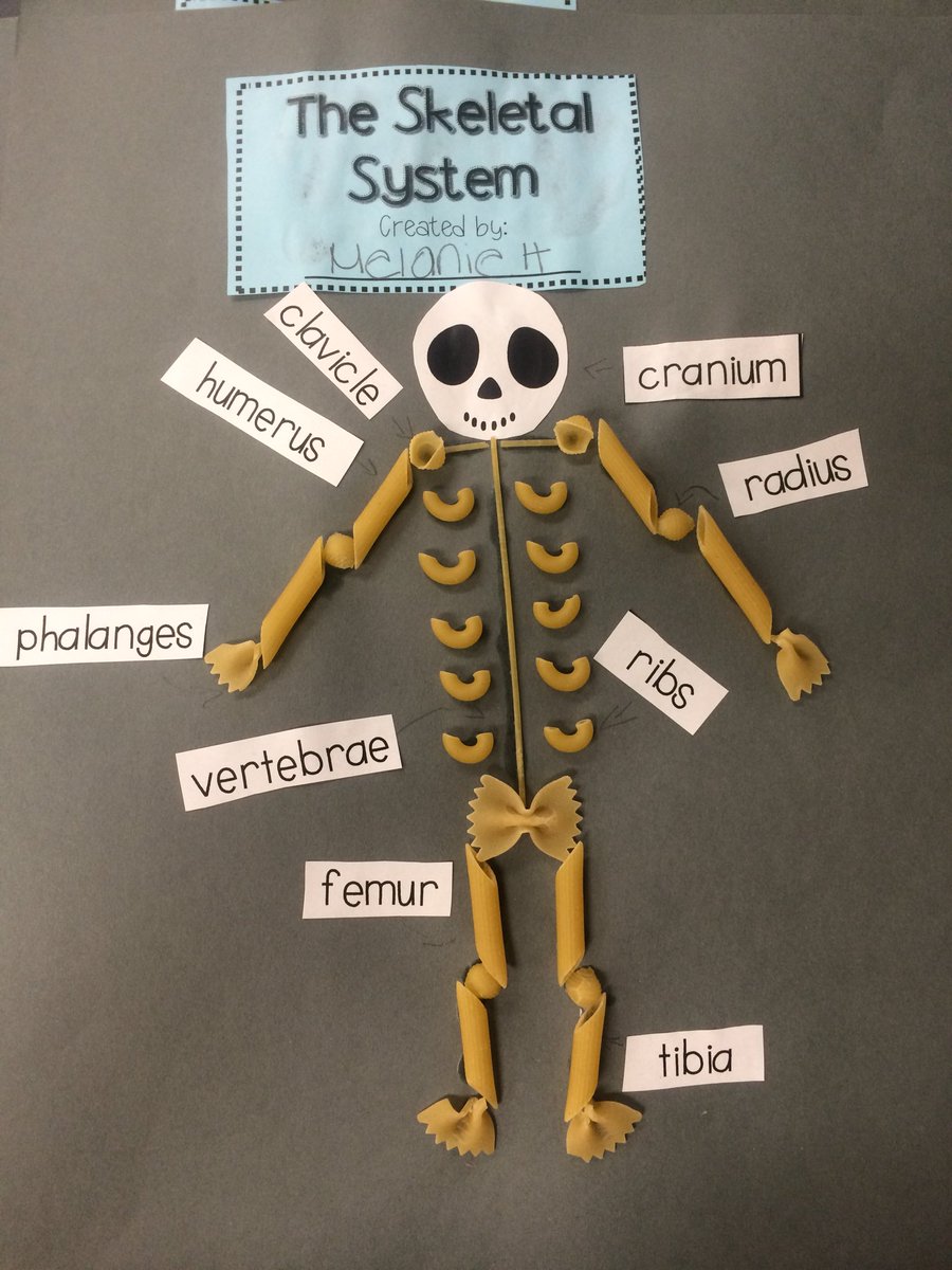 LCrocker1982's tweet photo. Creating and labeling skeletons with pasta, Ss were highly engaged! @NTES_BCPS @sgregorybcps @KrisCoston @mrs_snodderly https://t.co/zZWJzqKuiY