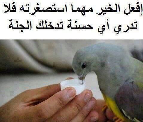 QQTUkgWvVXZr2rJ's tweet image. في هذه الأيام الحارة..
من أعظم الأعمال الصالحة &quot;سقي الماء&quot;..
ففي كل &quot;كبد رطبة&quot; أجر ..
سواءاً :&quot;بشر&quot; أو &quot;بهائم&quot; ..