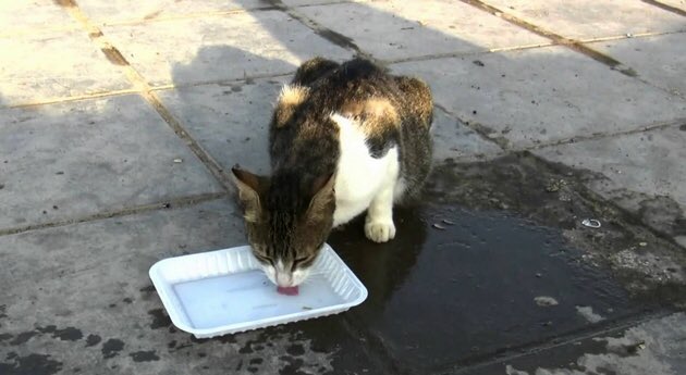 QQTUkgWvVXZr2rJ's tweet image. في هذه الأيام الحارة..
من أعظم الأعمال الصالحة &quot;سقي الماء&quot;..
ففي كل &quot;كبد رطبة&quot; أجر ..
سواءاً :&quot;بشر&quot; أو &quot;بهائم&quot; ..