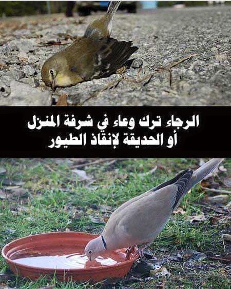 QQTUkgWvVXZr2rJ's tweet image. في هذه الأيام الحارة..
من أعظم الأعمال الصالحة &quot;سقي الماء&quot;..
ففي كل &quot;كبد رطبة&quot; أجر ..
سواءاً :&quot;بشر&quot; أو &quot;بهائم&quot; ..