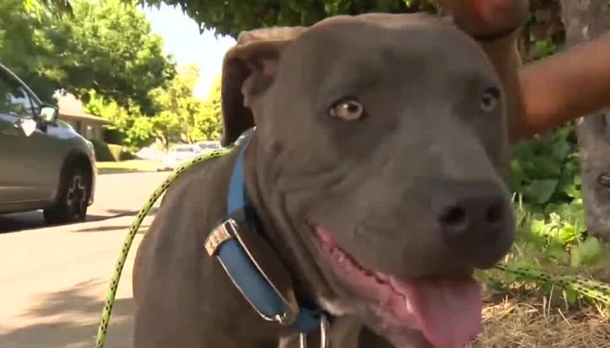 KTNV's tweet photo. Pit bull alerts family to house fire, drags baby to safety

https://t.co/u3iJ48h6zx https://t.co/FPj97AXSV1