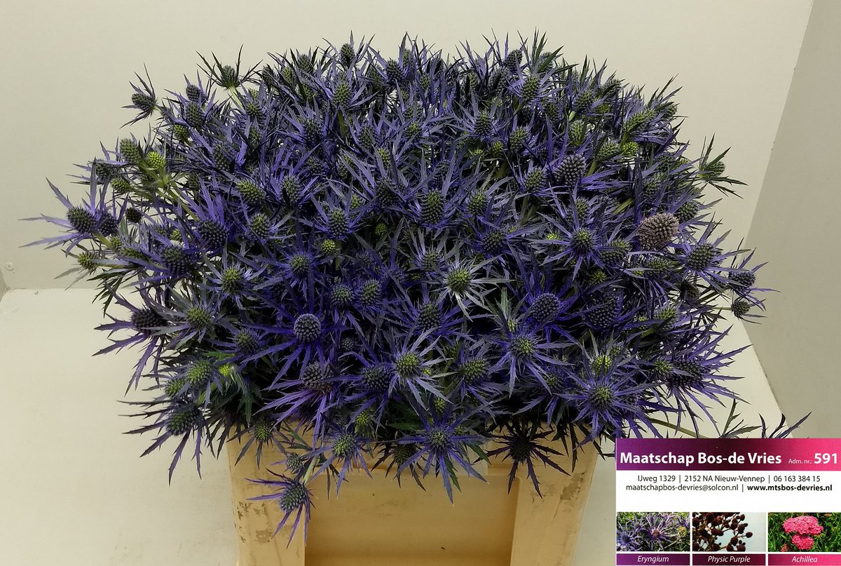 MtsBosdeVries's tweet photo. #wvwm Morgen op #RFH #NLD onze eerste kar #Eryngium van dit seizoen! Mooie 'Electric' en ov blauw https://t.co/xNUixksSrI
