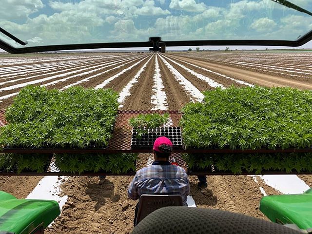 mrniceseedbank's tweet photo. Planting the horizon! #colorado #hemp #grow
.
#mrniceseedbank #cannabis #cannabiscommunity #hempgrow #hempfarming #cbdfarming #cbdfarmers https://t.co/gfpVXgsSH1 https://t.co/KLjAWMRTHx