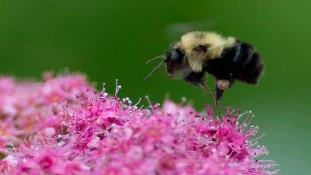 BeeCityCanada's tweet photo. City Council voting on June 25 to make @cityofguelph the #NextBeeCity! Our thanks and gratitude to @PollinateGuelph @VJMacPhail, @davebeaton4 and all others involved. #Guelph #pollinators #bees 
https://t.co/NTMW3hM9tA https://t.co/QGpFa6qWjL