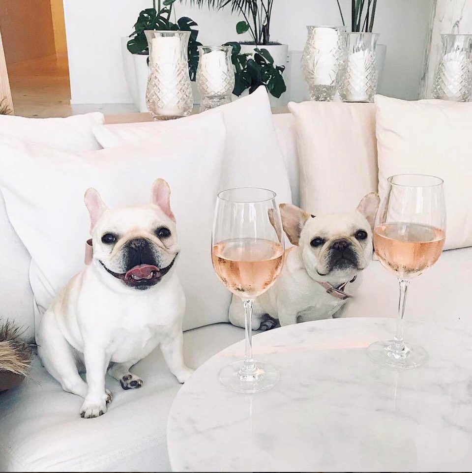 HANSkinCareCos's tweet photo. Animals were made to be spoiled and loved and we will never condone animal cruelty. We are proud to be @peta approved and #LeapingBunny certified. #hanscc #crueltyfree
@leapingbunnyprogram @mydomaine https://t.co/vo0YRYbTOc
