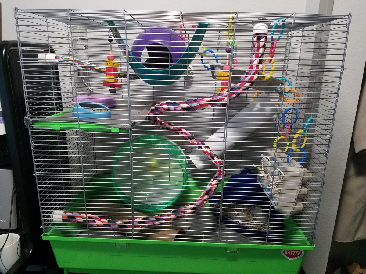 Riley1pup's tweet photo. All cleaned, reorganized, and upgraded! All the climbing spots! https://t.co/cDJJ3uaOOF
